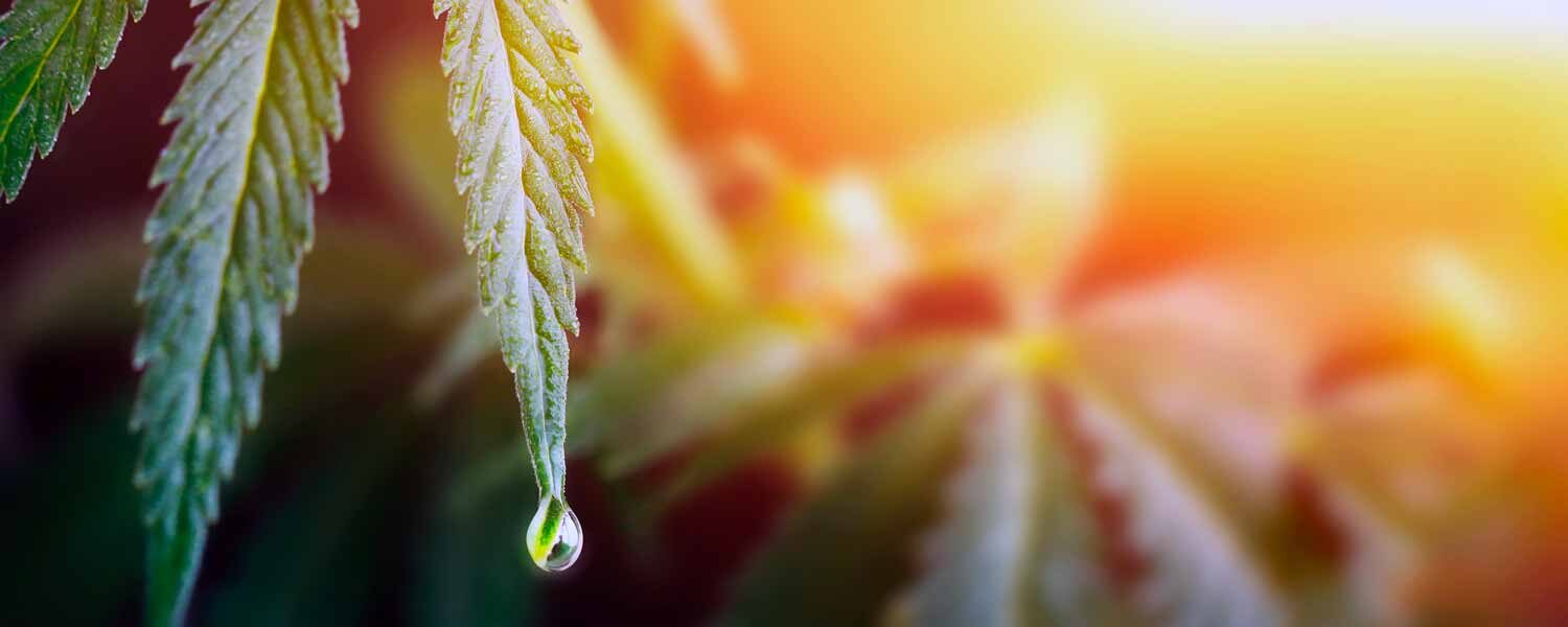 comment-conserver-huile-cbd