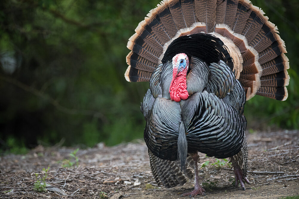 Male wild turkey strutting