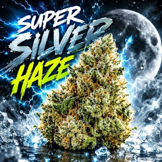 super silver haze cbd