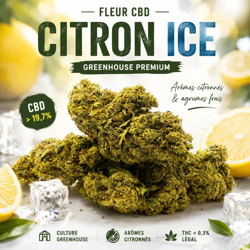 Fleur CBD Citron Ice Greenhouse premium riche en CBD aux arômes de citron frais