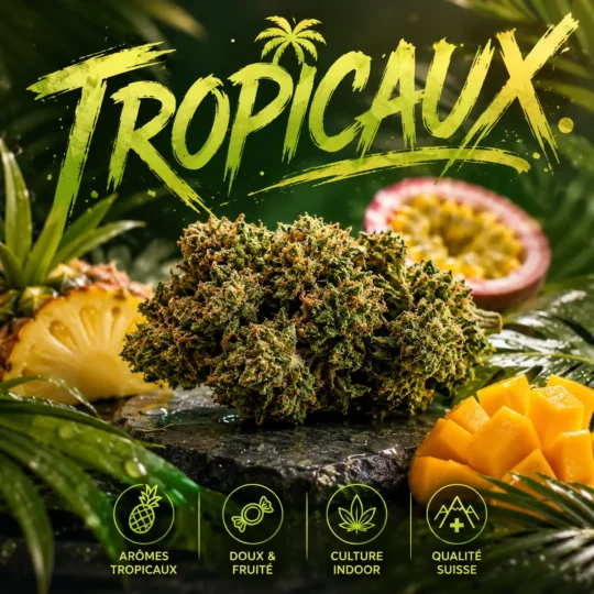 tropicaux cbd fleur