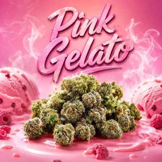 cbd gelato pink